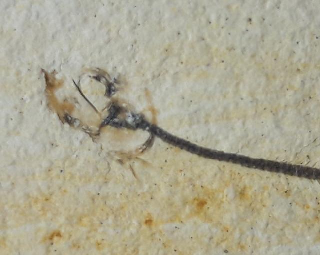 Orthogonikleithrus hoelli ARRATIA 1997 - Bild &copy; FossNet FossilienStore